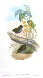 Tesia Cyaneiveiventer
